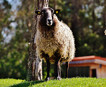 Animals, Grass, Sheep, Curls HD wallpaper