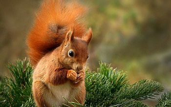 Animals, Squirrel, Food, Fir, Spruce, To Stand, Stand HD wallpaper