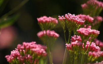 Lovely flowers in the fields., Flowers, Leaves, Pink, Love HD wallpaper