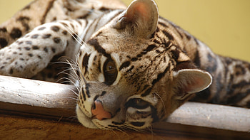 Ocelot, Elusive predator, Mysterious wildcat, Beautiful feline HD wallpaper
