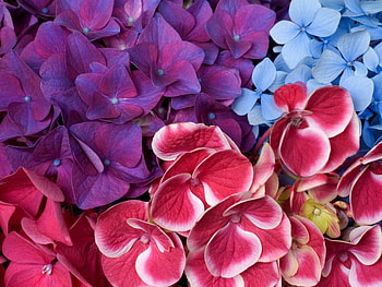 Plants, Flowers HD wallpaper