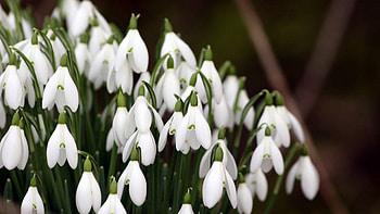 Flowers, Snowdrops, Plant, Macro HD wallpaper