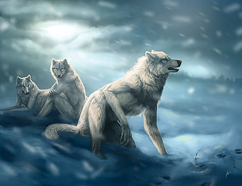 the harsh winter for werewolves, winter, werewolves, wolves, harsh HD wallpaper