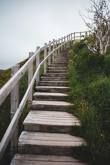 Nature, Grass, Bush, Ladder, Stairs, Steps HD phone wallpaper