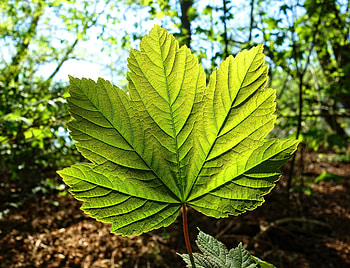 Close up, leaf, green, nature HD wallpaper