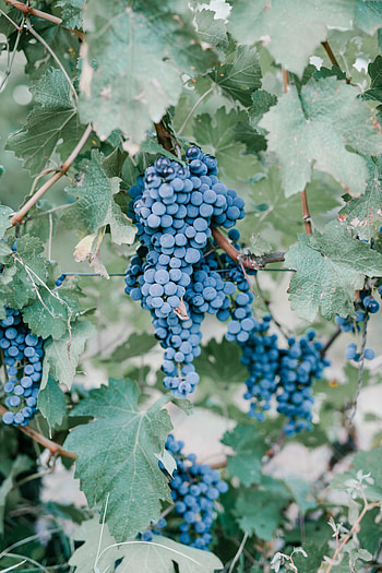 Grapes, fruits, fresh & juicy HD phone wallpaper