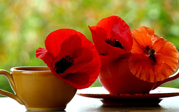 Plants, Flowers HD wallpaper