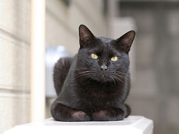Animals, Cat, Lie, To Lie Down, Sight, Opinion HD wallpaper