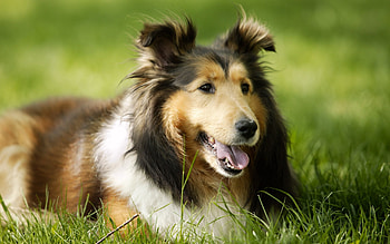 Animals, Grass, Dog, Muzzle, Rest, Relaxation HD wallpaper