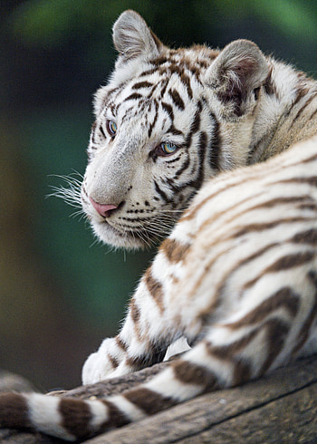 Animals, Predator, Tiger, Beast, Albino HD phone wallpaper