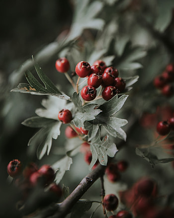 Leaves, Berries, Macro, Branch, Bunch HD phone wallpaper