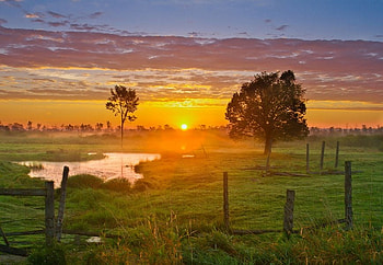 Sunrise, nature, grass, sun, tree HD wallpaper