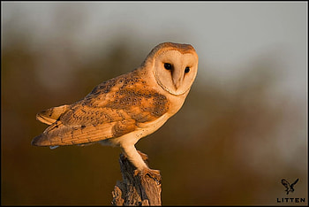 BARN OWL, bird, hunter, owl, predator HD wallpaper