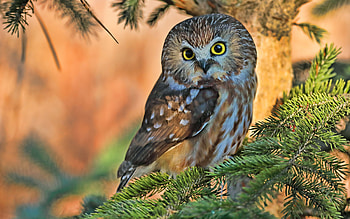 Owl, animal, bird, tree HD wallpaper