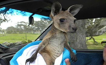 CUTE JOEY, CUTE, , JOEY, AUSTRALIA, AUSSIE, ANIMAL, KANGAROO, BABY HD wallpaper