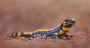Forum for nature graphers, Nature's graphy community, Sharing wildlife experiences, Appreciating salamander beauty HD wallpaper