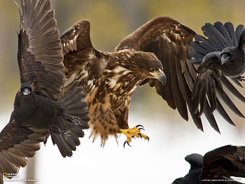 King of heaven, flight, charming, eagle, strong HD wallpaper