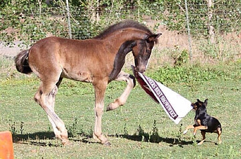 Hug Of War, Animals, Funny, Horse, Dog, Cute HD wallpaper
