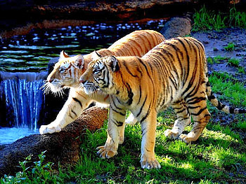 Tiger Couple, couple, beautiful, tigers HD wallpaper
