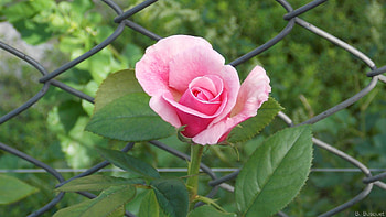 Mesh Fence and Pink Rose, rose, pink, mesh, petals, fence, nature, flowers HD wallpaper