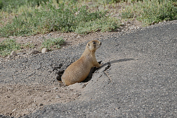 Utah Prairie Dog, Cynomys parvidens, Inaturalist NZ HD wallpaper