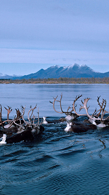 Alaska travels, Deer in Alaska, Kobuk River, Captivating HD phone wallpaper