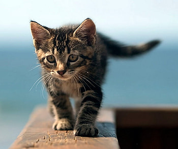 kitten, sweet, pet, little HD wallpaper