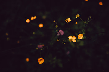 Flowers, Dark, Field HD wallpaper