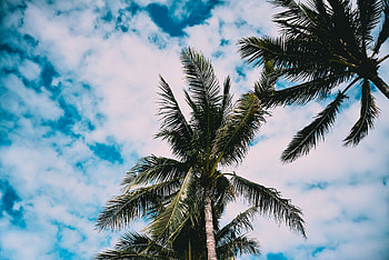 Nature, Sky, Leaves, Palms, Wood, Tree HD wallpaper