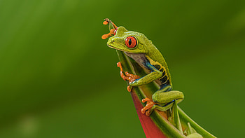 Red Eyed Tree Frog In Green Background Frog HD wallpaper
