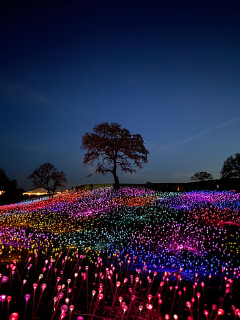 Glow flowers, tree, night HD phone wallpaper
