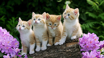 Animals, Cats HD wallpaper