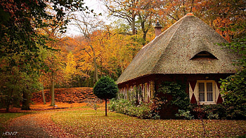 Autumn vibes, Fall scenery, Colorful foliage, Seasonal delight HD wallpaper