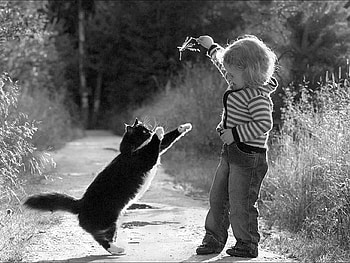 Cool Cat, cool, cat HD wallpaper