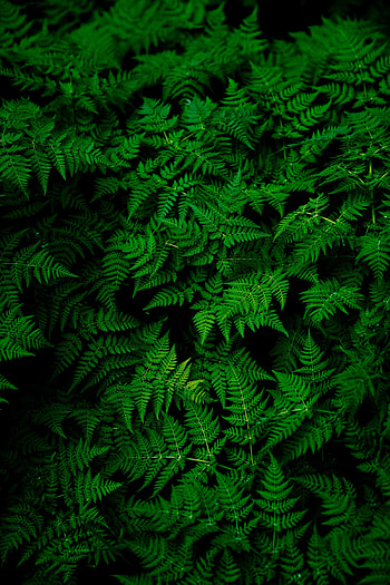 Plant, Leaves, Nature HD phone wallpaper