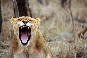 A fierce lioness roaring in the wild savanna, showcasing her strength and dominance. HD wallpaper