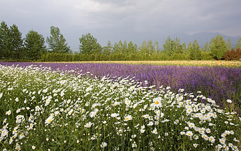 white field , white, field HD wallpaper