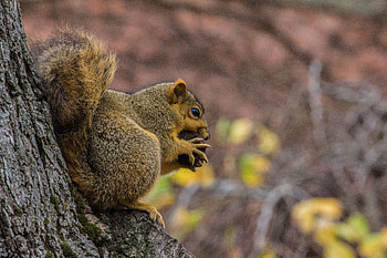 Animals, Squirrel, Food, Fluffy, Nut, Nutlet HD wallpaper