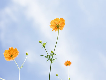 Plants, Flowers HD wallpaper