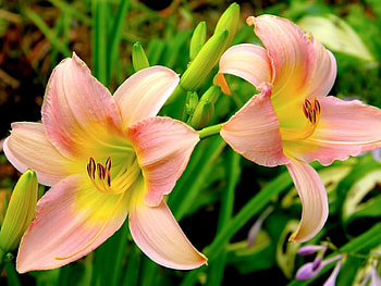 Flowers, Lilies, Greens, Garden, Buds, Stamens HD wallpaper