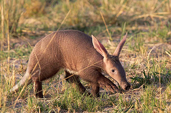 Aardvark, Lifestyle, Diet, Wildlife HD wallpaper