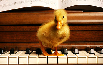 Music, Animals, Ducks, Piano HD wallpaper