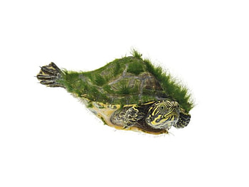 Green Turtle, turtle, cool, , green HD wallpaper