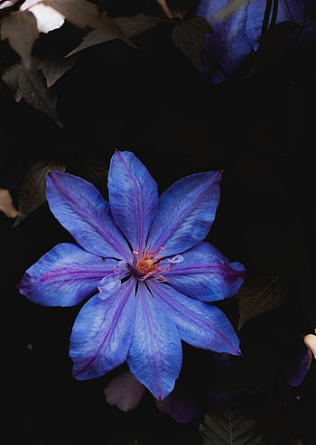 Flowers, Flower, Plant, Close-Up, Bloom, Flowering HD phone wallpaper