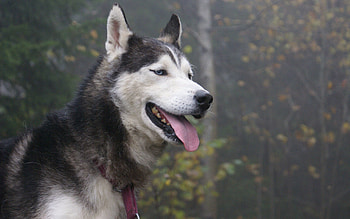 Animals, Dog, Muzzle, Sight, Opinion, Husky, Haska HD wallpaper