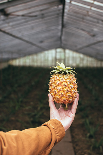 Hand, Miscellanea, Miscellaneous, Fruit, Focus, Pineapple HD phone wallpaper