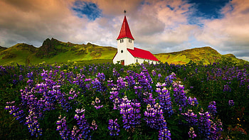 Spring in Norway, hills, field, landscape, clouds, sky, flowers, church, lupins HD wallpaper