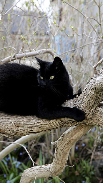 Black Cat, Cute Kitty HD phone wallpaper
