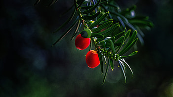 red, green, fruit, berry, fir, macro HD wallpaper