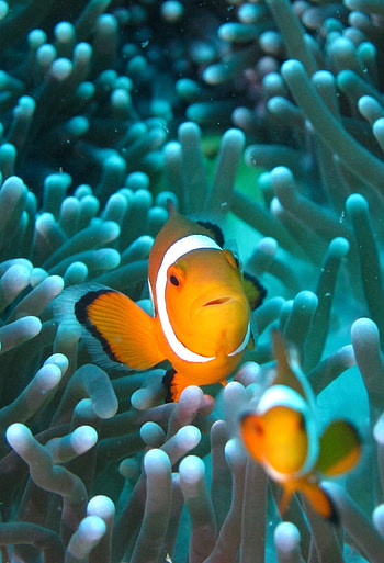 Captivating clownfish, Underwater aquarium life, Stunning , Marine beauty HD phone wallpaper